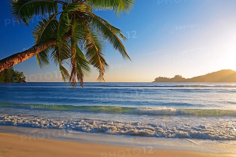 Coconut tree overhanging