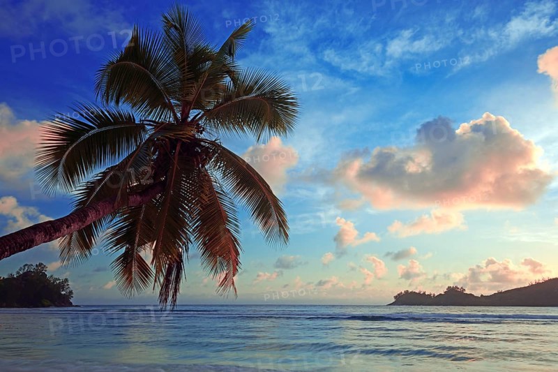 Overhanging coconut tree