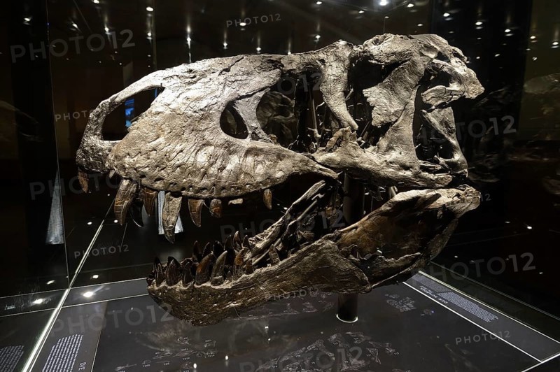 Skull of the until now best preserved skeleton of Tyrannosaurus rex or T. rex