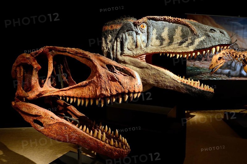 Skull and reconstruction of a carnivorous carcharodontosaurid dinosaur