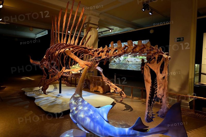 Worldwide unique skeleton replica of the biggest carnivorous dinosaur