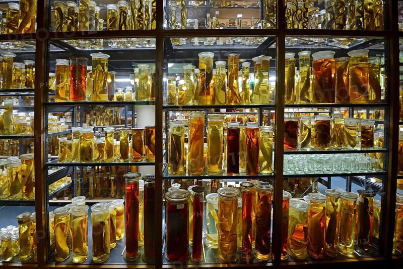 Glass cabinet with alcohol-preserved animal specimens