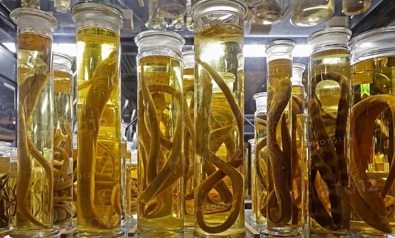 Glass cabinet with alcohol-preserved animal specimens
