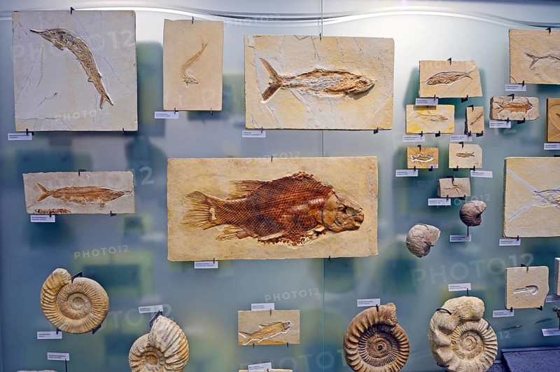 Various underwater animal fossils