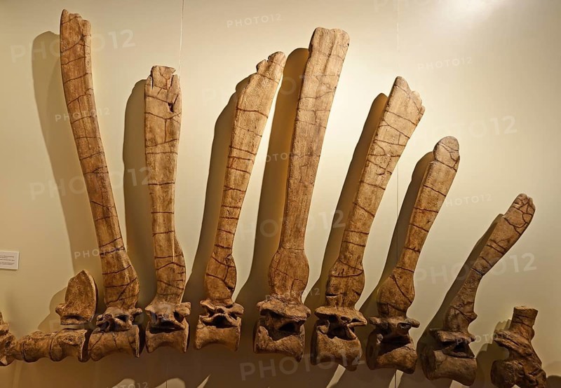 Part of the spine and back bones of the biggest carnivorous dinosaur