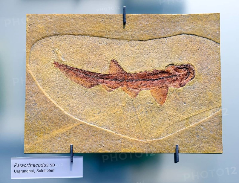 Fossil of the extinct shark Paraorthacodus spec.