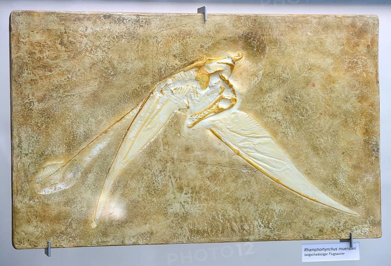 Fossil of Rhamphorhynchus muensteri