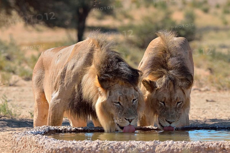 Two Lions