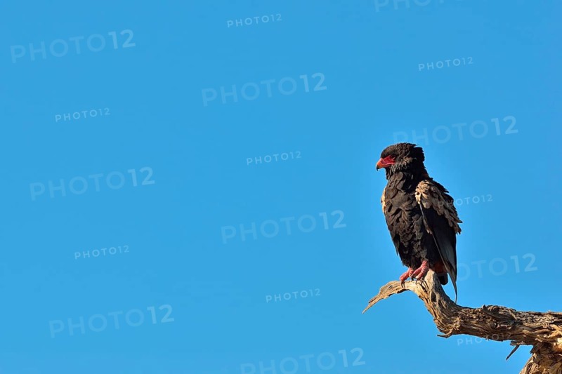 Bateleur or Bateleur Eagle