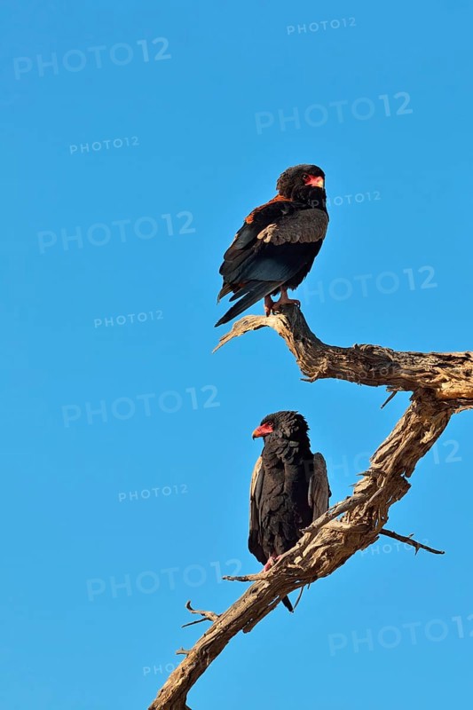 Two Bateleurs or Bateleur Eagles
