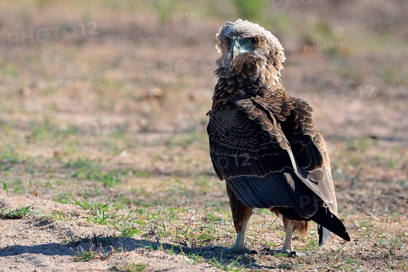 Bateleur Eagle