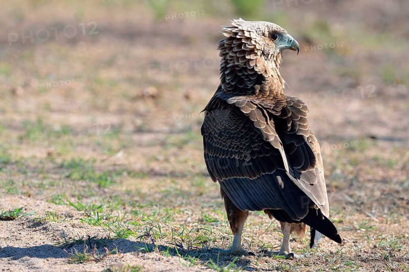 Bateleur Eagle