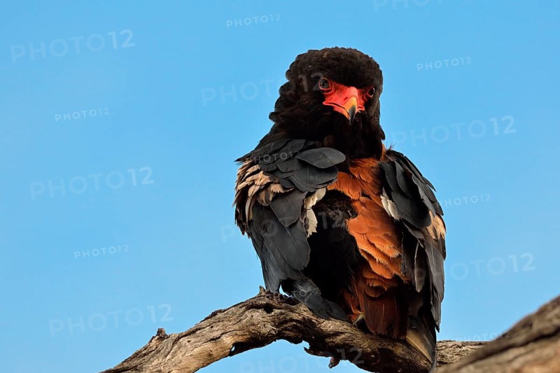Bateleur Eagle