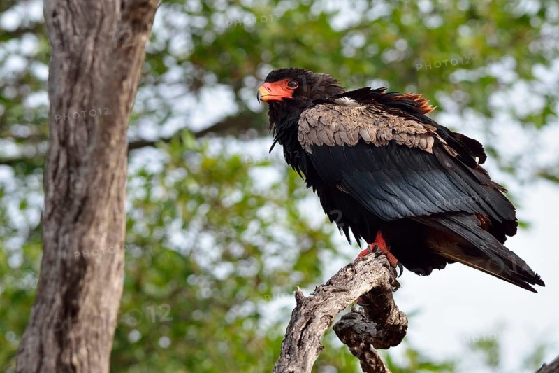 Bateleur Eagle