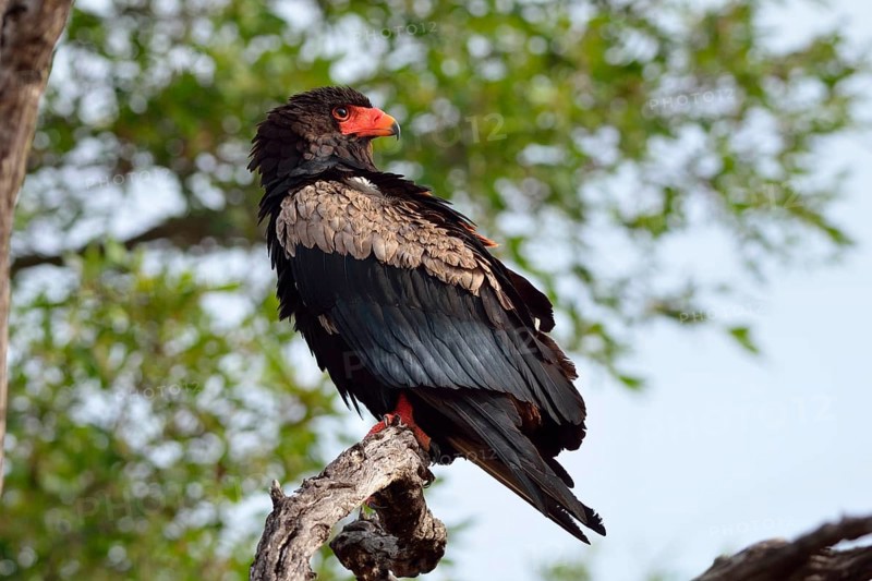 Bateleur Eagle