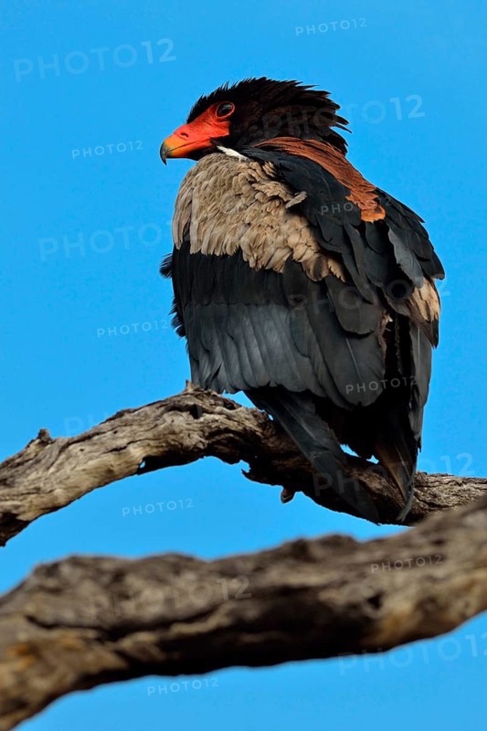 Bateleur Eagle