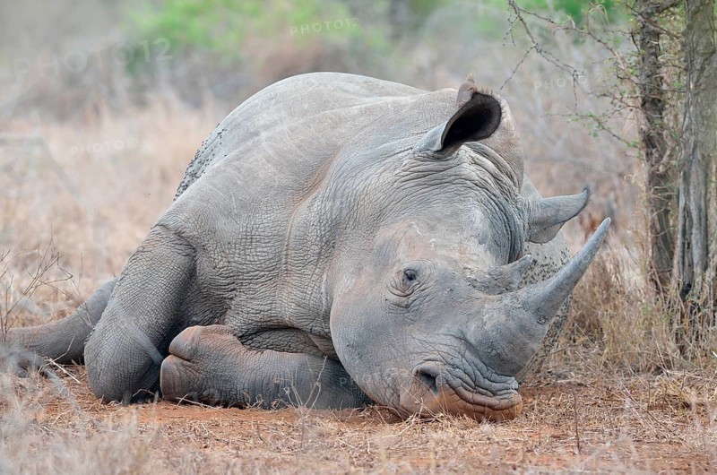 White Rhinoceros or Square-lipped Rhinoceros