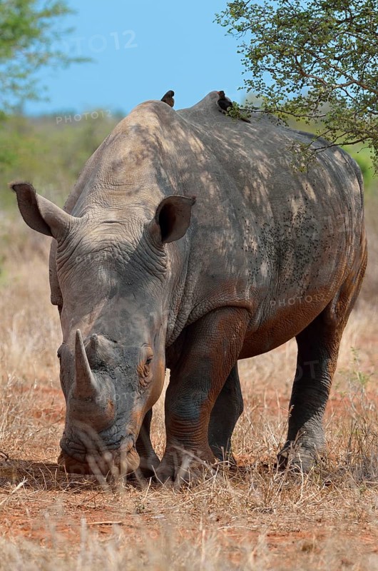 White Rhinoceros or Square-lipped Rhinoceros