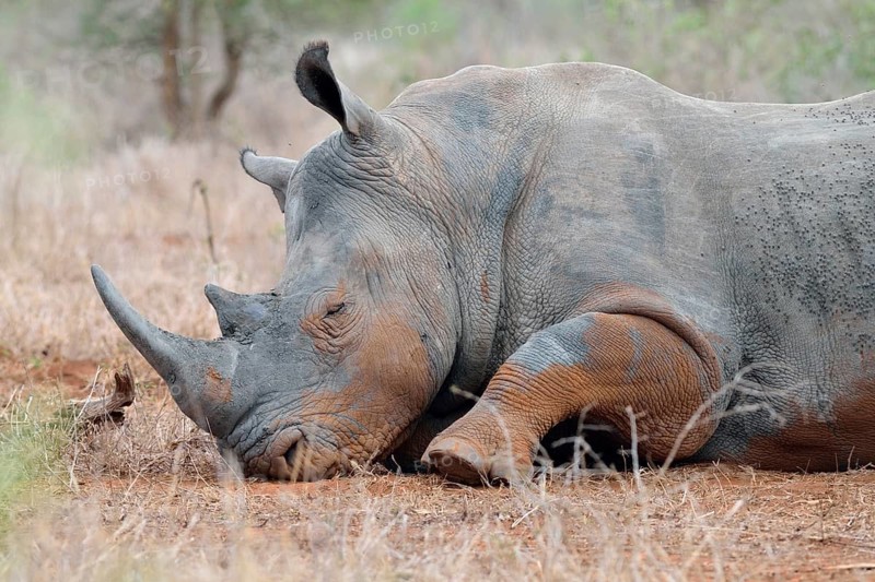 White Rhinoceros or Square-lipped Rhinoceros
