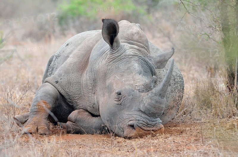 White Rhinoceros or Square-lipped Rhinoceros