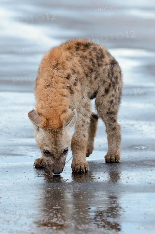 Spotted Hyena or Laughing Hyena