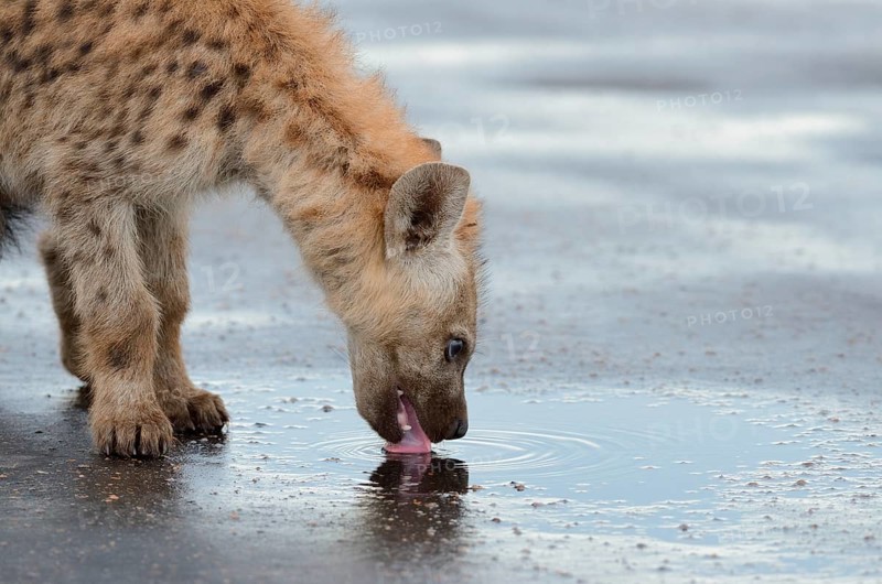Spotted Hyena or Laughing Hyena