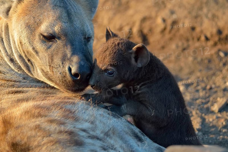 Spotted Hyenas