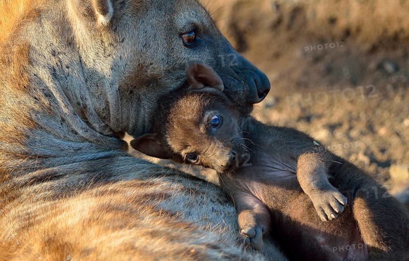 Spotted Hyenas