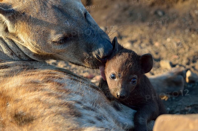 Spotted Hyenas
