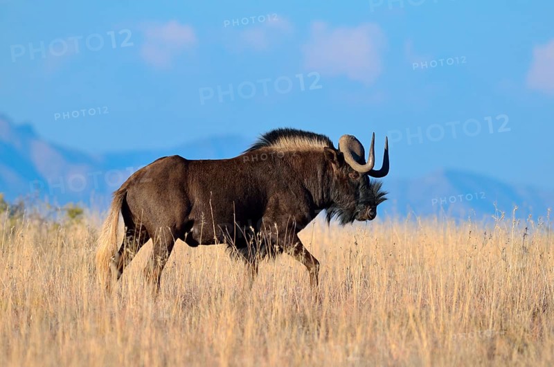 Black wildebeest or White-tailed gnu