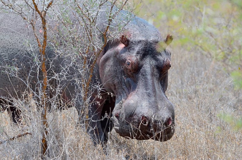 Hippopotamus