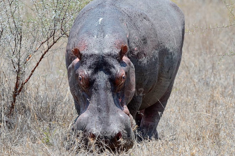 Hippopotamus