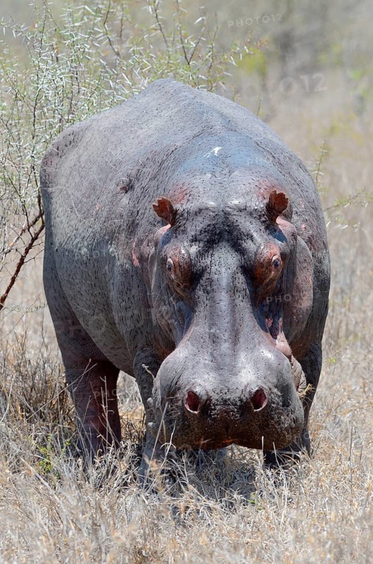 Hippopotamus