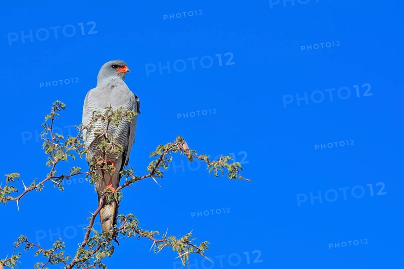 Pale Chanting Goshawk