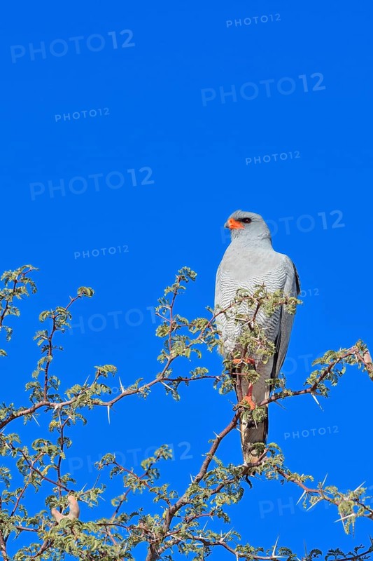 Pale Chanting Goshawk