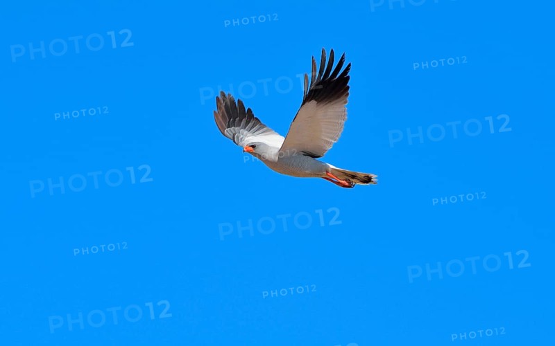 Pale Chanting Goshawk