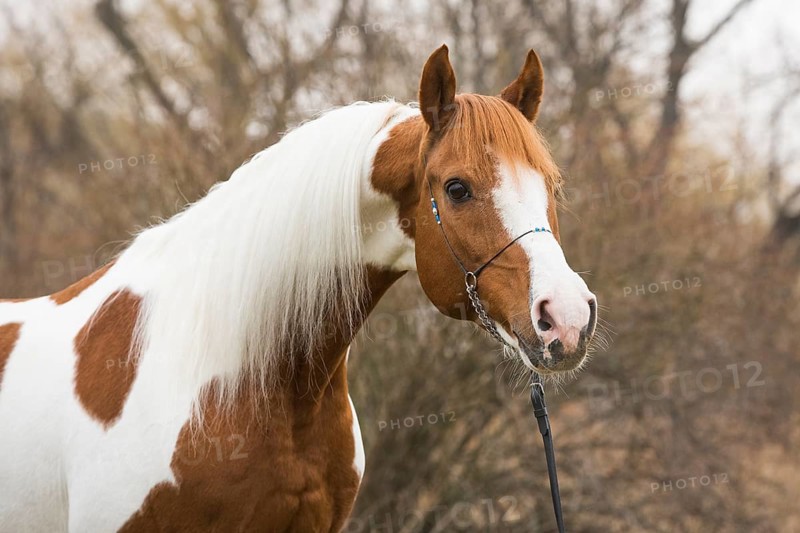 Piebald pinto stallion