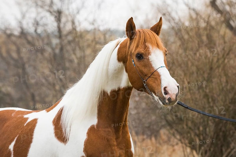 Piebald pinto stallion