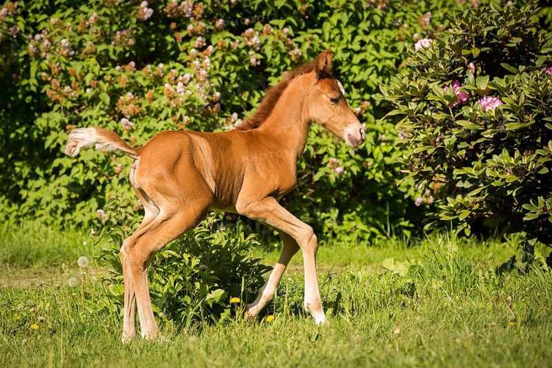 Arabian chestnut filly taking first steps