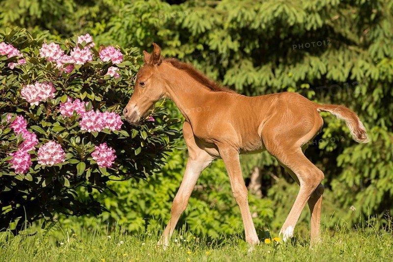 Arabian chestnut filly taking first steps