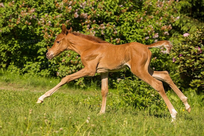 Arabian chestnut filly