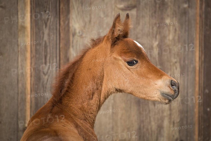Arabian chestnut filly