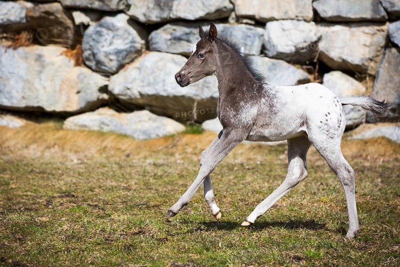 Araloosa colt