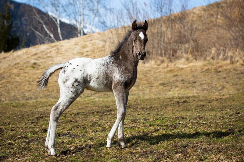 Araloosa colt