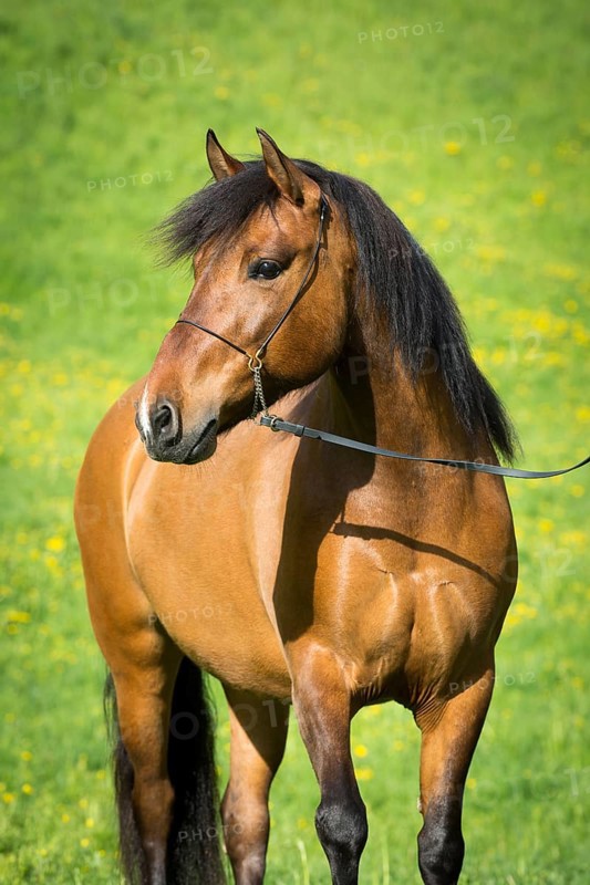 Hutsul mare