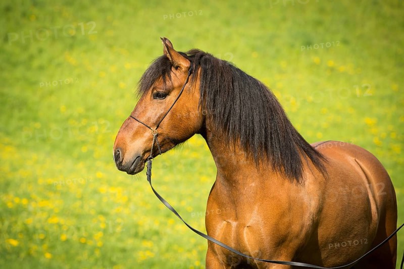 Hutsul mare
