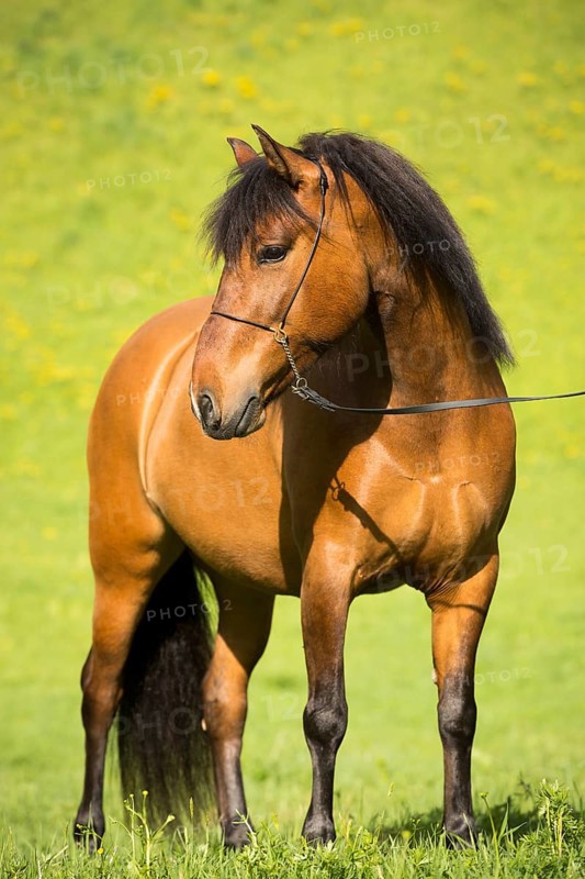 Hutsul mare