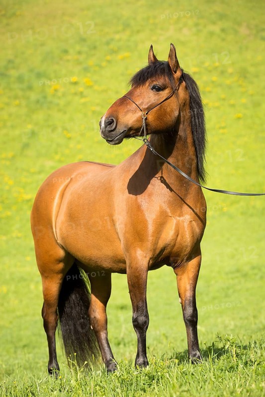 Hutsul mare
