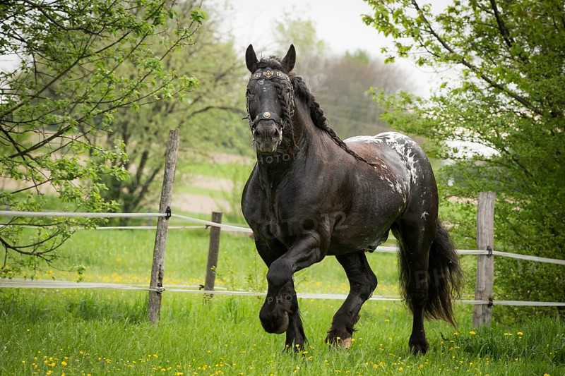 Noriker stallion in flower meadow