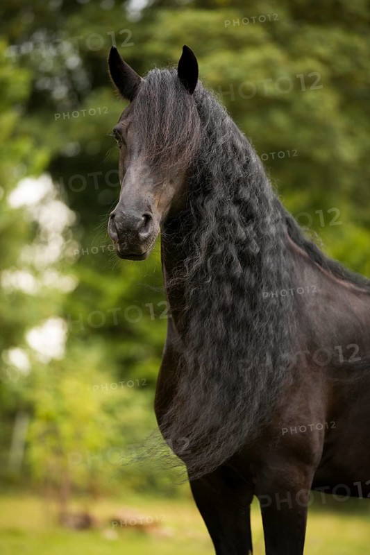 Friesian stallion
